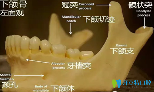 4顆智齒全拔了會(huì)瘦臉