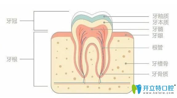 正畸中鄰面去釉對(duì)牙齒有危害嗎