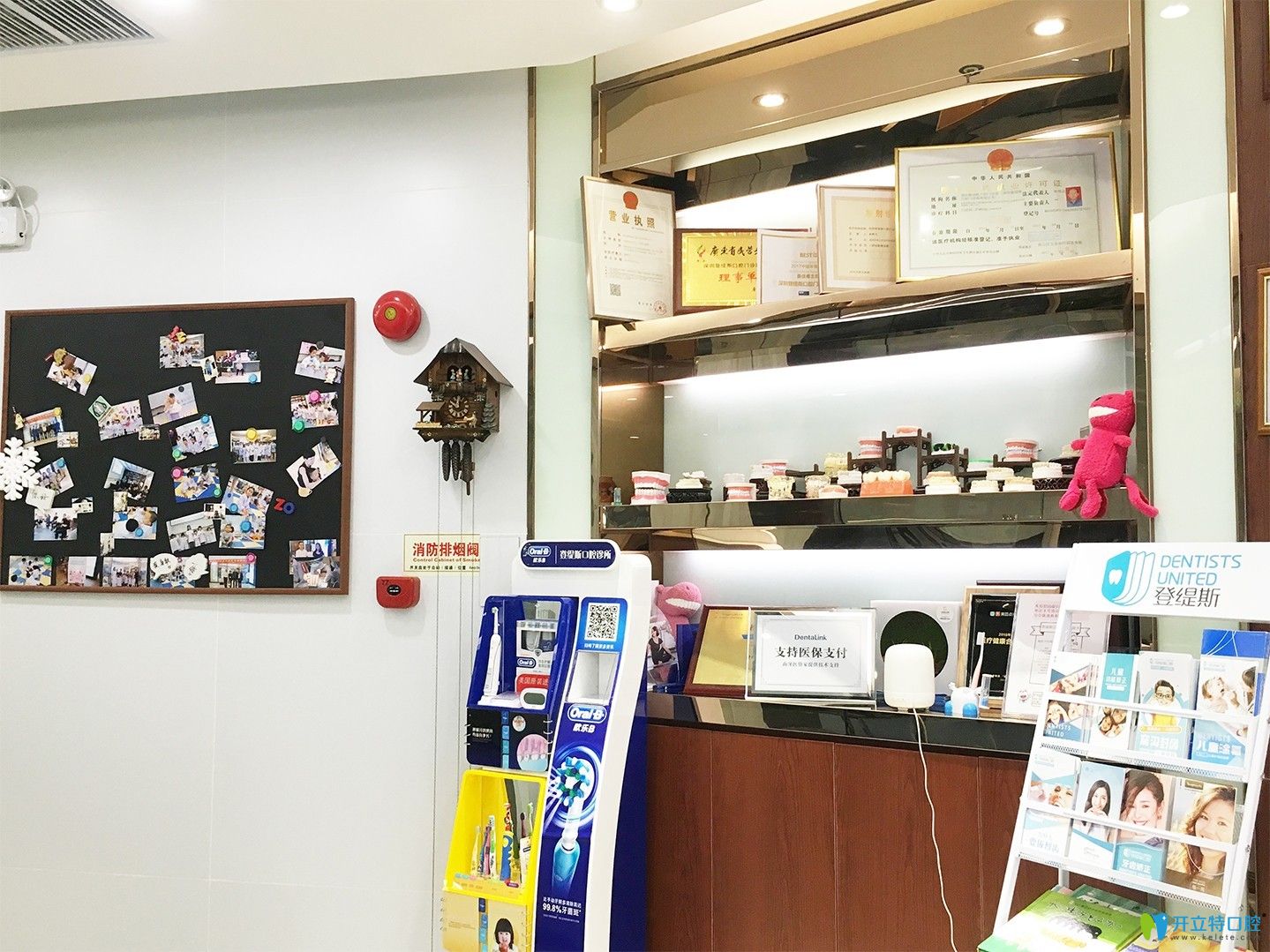 深圳登緹斯口腔牙齒模型展示柜 深圳登緹斯口腔牙齒模型展示柜