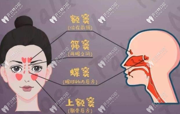 上頜竇的位置