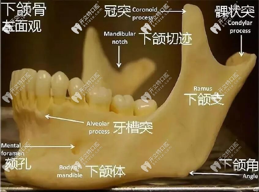 人臉下部結(jié)構(gòu)圖示