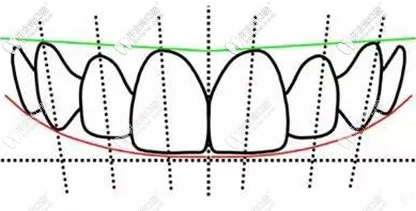 那你知道人類的牙齒是多長嗎？