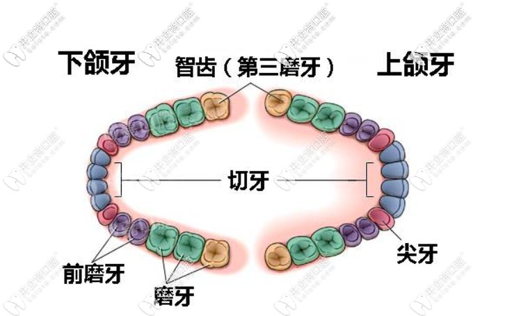 矯正牙齒需要拔智齒嗎？你可知正畸沒拔智齒的后果