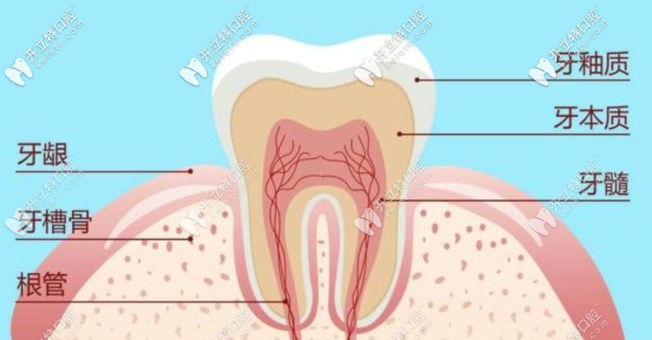 牙齒結(jié)構(gòu)
