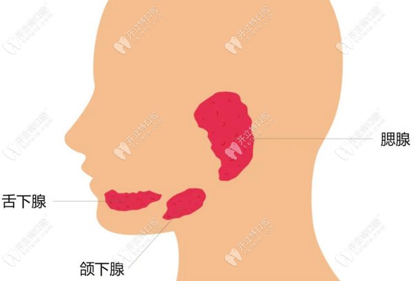 口腔內(nèi)分布著三大涎腺（唾液腺），是腮腺、頜下腺和舌下腺
